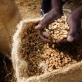 Gikanda Coffee Grower's Association has been awarded Fairtrade Status. Kate Holt.