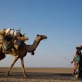 Afar nomadic women lead their camels, children and baby goats along a road near the town of Asayita. Kate Holt.