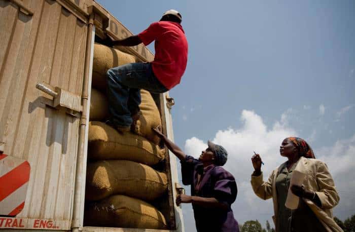 The dried beans are loaded onto a truck before it is taken to the nearby coffee mill to be ground for sale. Kate Holt.