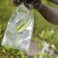 A sample of a mangrove plant leaf is placed in a bag for later examination. Kate Holt.