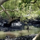 View of a Mangrove Swamp in Gazi Bay, Kenya on the 26th July, 2008. Kate Holt.