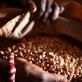 Galamo Dima, 45, a village elder shows the beans that she now sells to survive. Kate Holt.