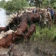 Ambororo tribesmen guide their cattle while crossing river Ayii near village Bari. Kate Holt.