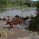 Ambororo tribesmen guide their cattle while crossing river Ayii near village Bari. Kate Holt.