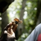 An Earthwatch volunteer examines a hermit crab while listening to a lecture. Kate Holt.