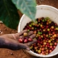Coffee cherries are picked by farmers before being transported to Gikanda's processing factory. Kate Holt.