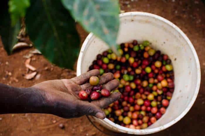 Coffee cherries are picked by farmers before being transported to Gikanda's processing factory. Kate Holt.