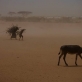 Two young girls walk through a dust storm with firewood on their backs. Kate Holt.