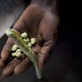 An elderly woman holds up the only beans her and her husband have to eat that day. Kate Holt.