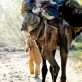 A convoy of refugees crossing the border from Afghanistan to Pakistan, fleeing the US led bombing campaign. Kate Holt.