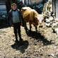 Tomo is 75 and is photographed here with his cow Belusha. Kate Holt.