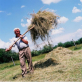 A farmer helps another family with their hay collection as part of a cooperative farm project. Kate Holt.