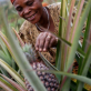 A woman works on the Pineapple Project that was established in 2003 in Iteera Village. Kate Holt.