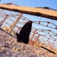 A woman stands in what remains of a chicken farm in Nazariyah, after it was bombed by coalition forces. Kate Holt.